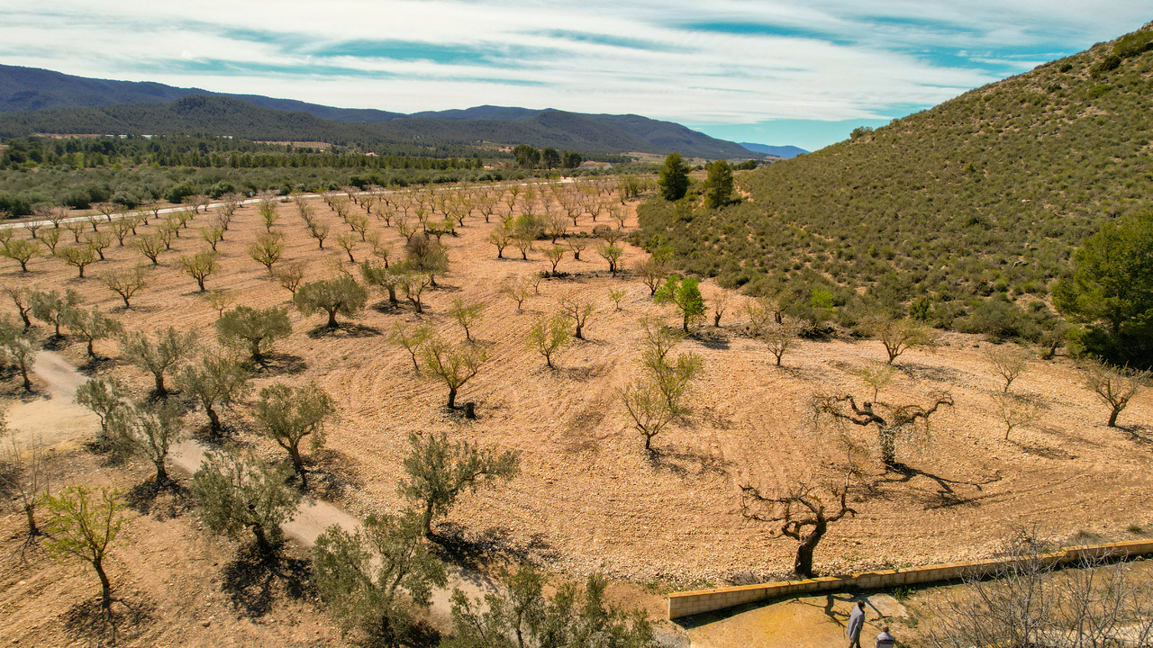 Olive Grove Estates Las Virtudas Alicante Country House for Sale (4)