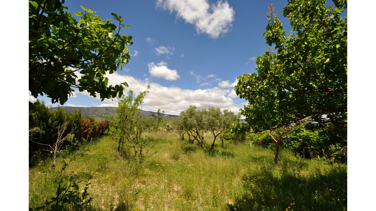 Olive Grove Estates Pinoso Villa Spanish dream home best agency (2)
