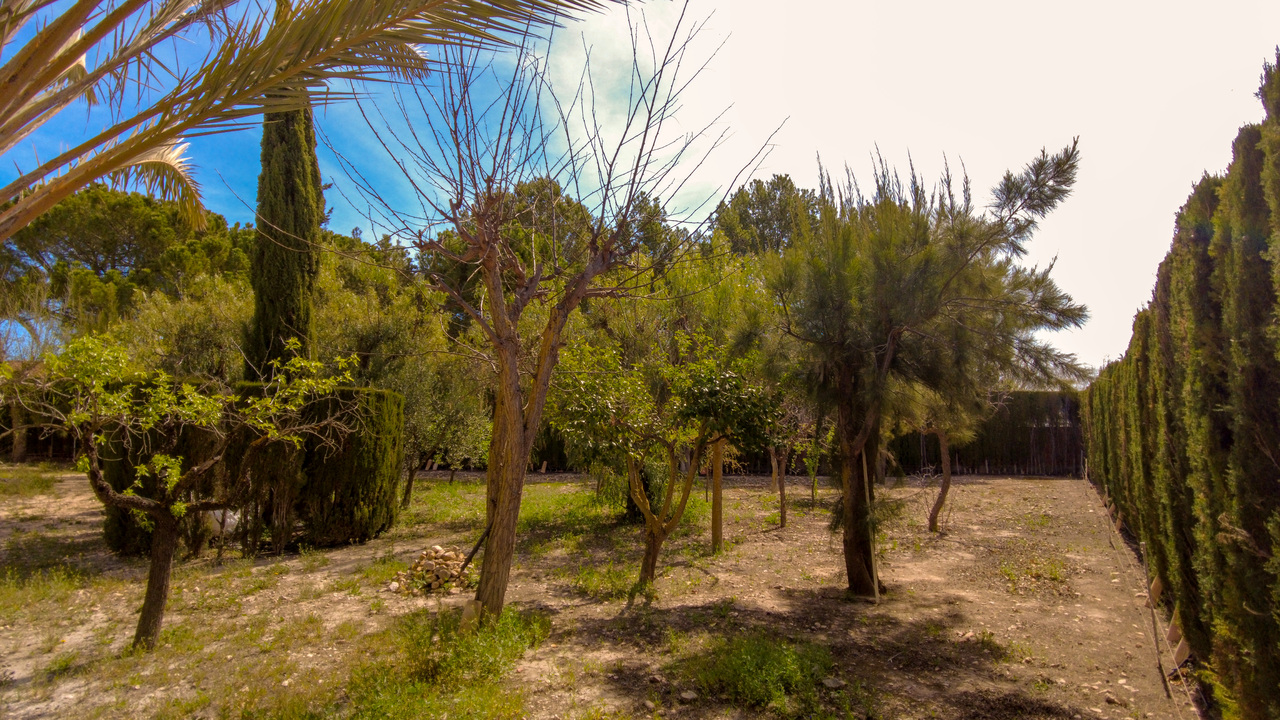 Olive Grove Estates Sax Alicante Bargain Property Spain (16)