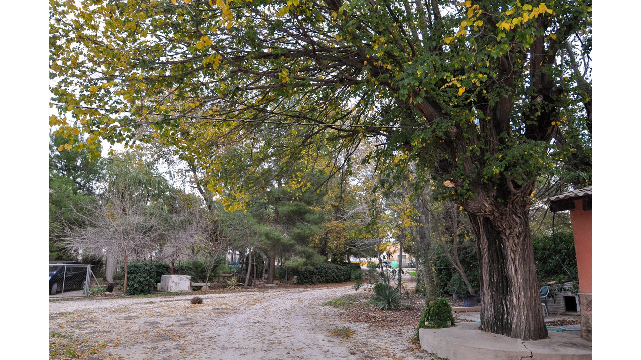 Olive Grove Estates Pinoso Country House for reform renovation spanish dream property (2)