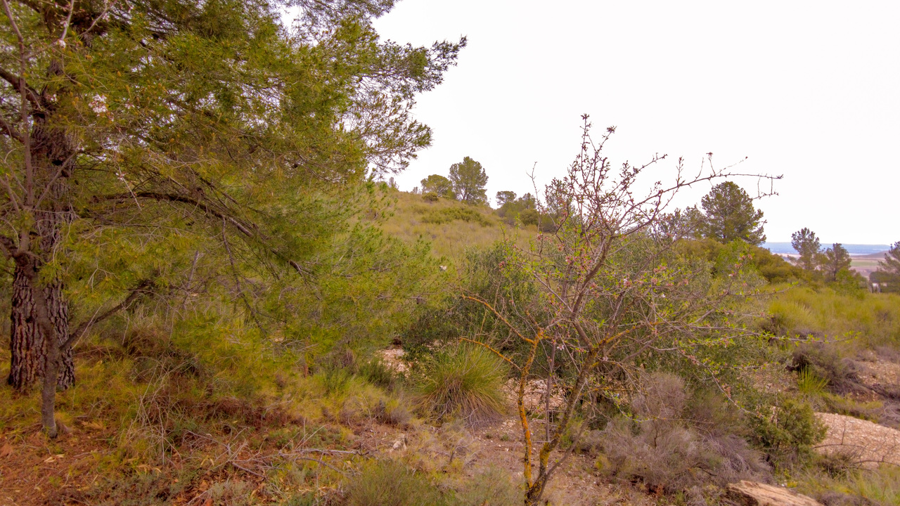 Olive Grove Estates Buy a house in spain Yecla Murcia Alicante trustworthy (12)