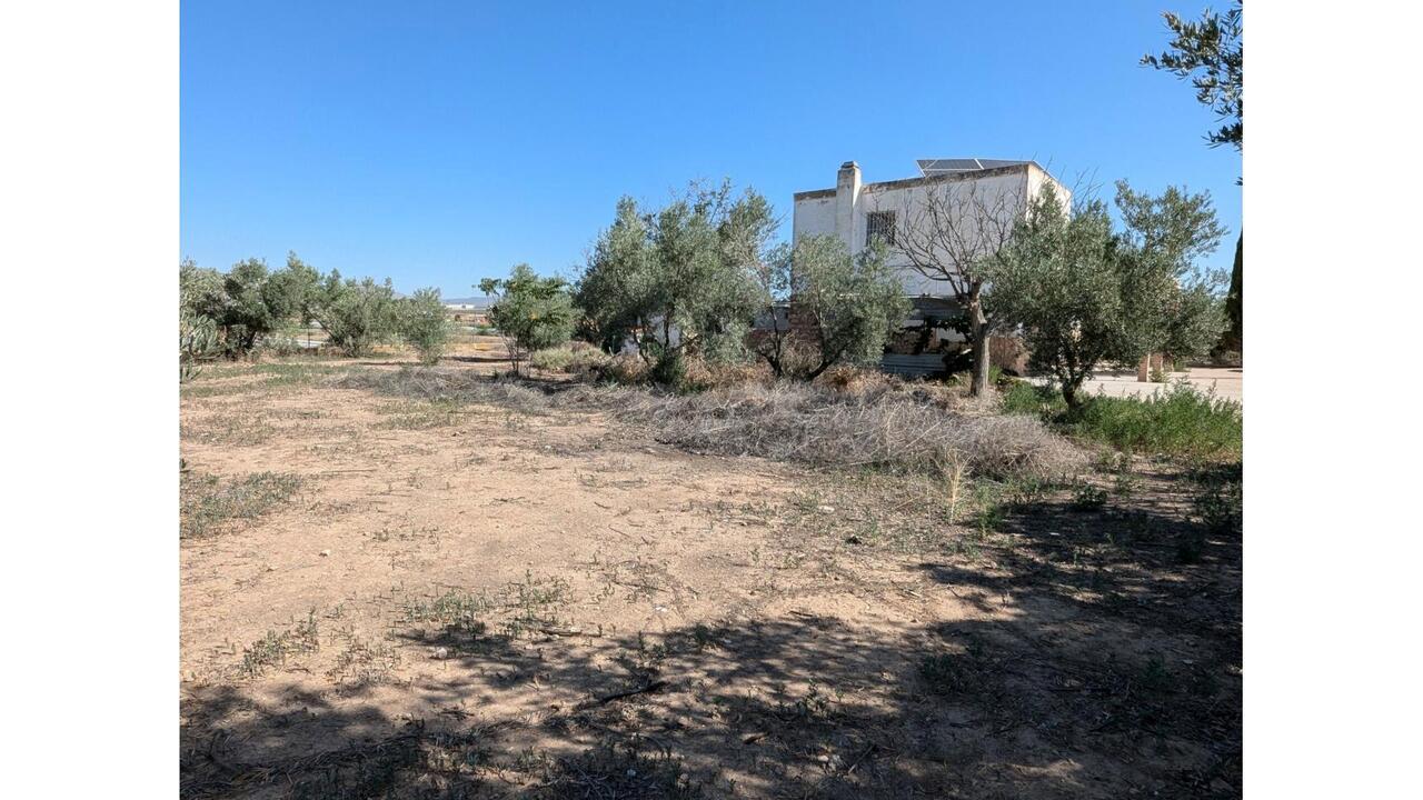 Olive Grove Estates Caudete Country Home for Renovation  (6)