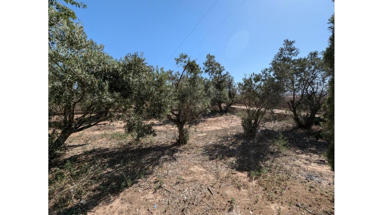 Olive Grove Estates Caudete Country Home for Renovation  (9)