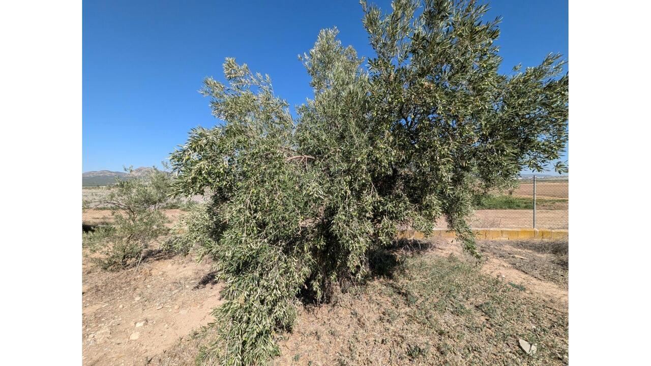 Olive Grove Estates Caudete Country Home for Renovation  (11)