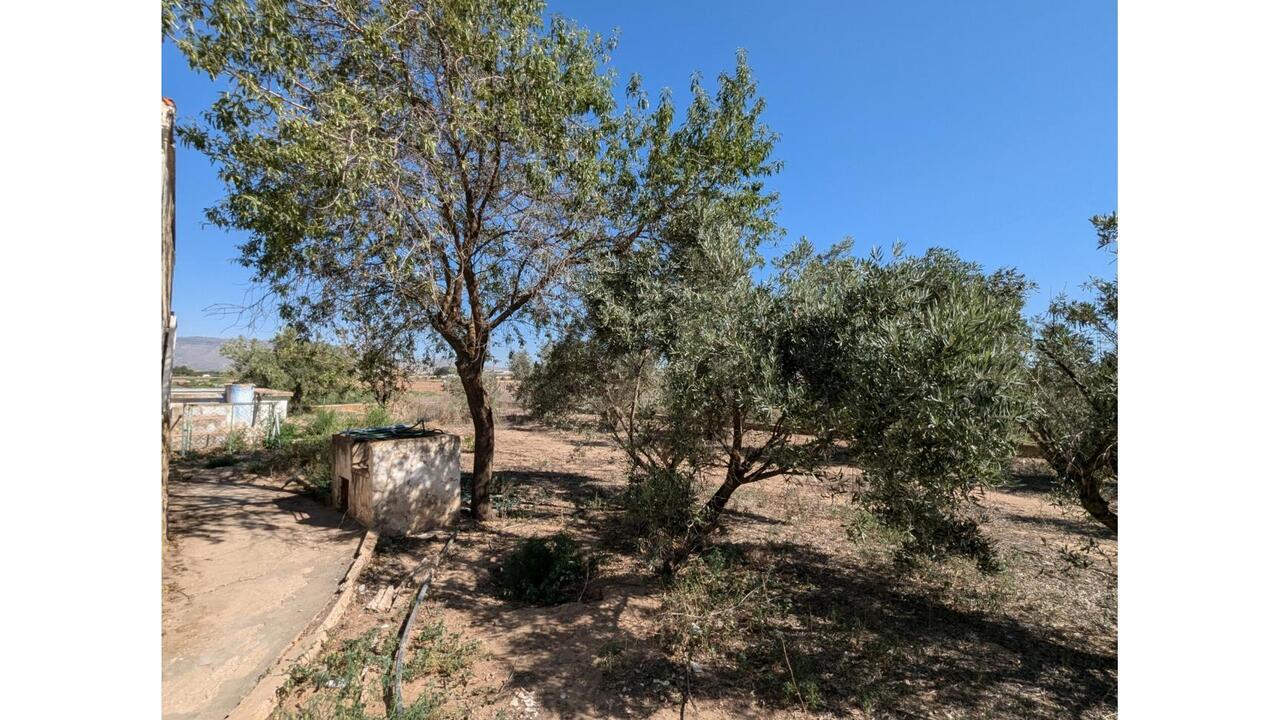 Olive Grove Estates Caudete Country Home for Renovation  (13)