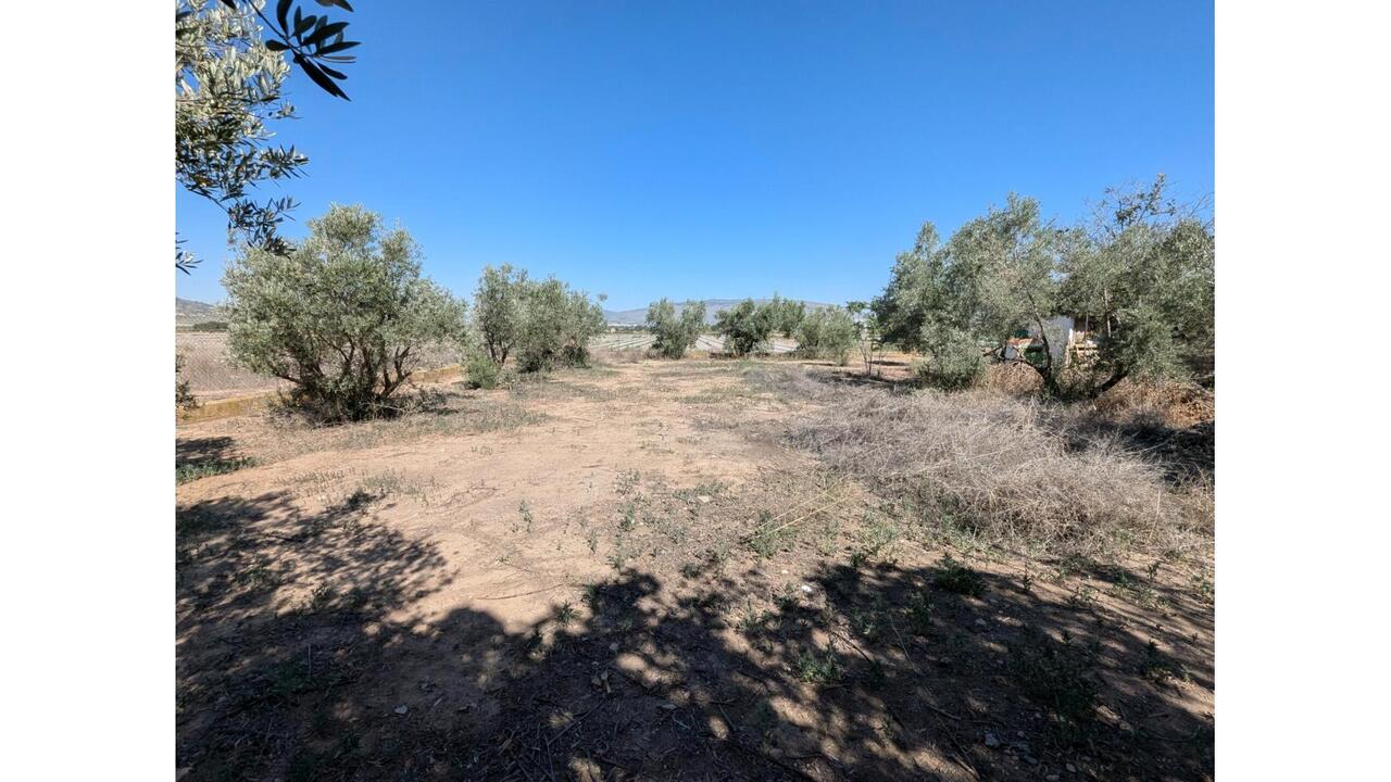 Olive Grove Estates Caudete Country Home for Renovation  (23)