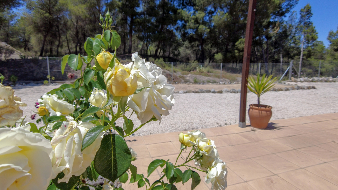 Olive Grove Estates Sax Alicante Property for sale Spain (25)
