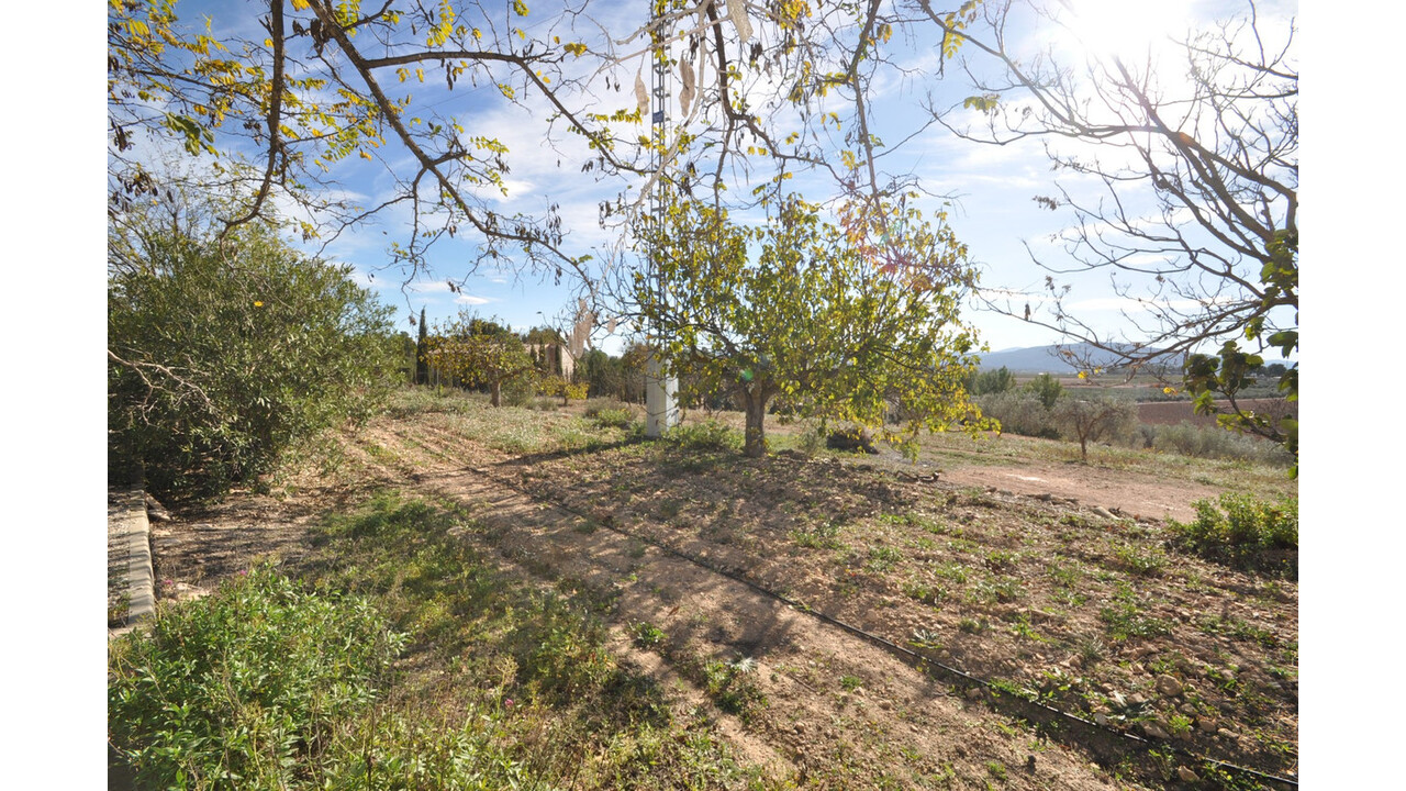 Olive Grove Estates Bargain Country House Pinoso Alicante (2)
