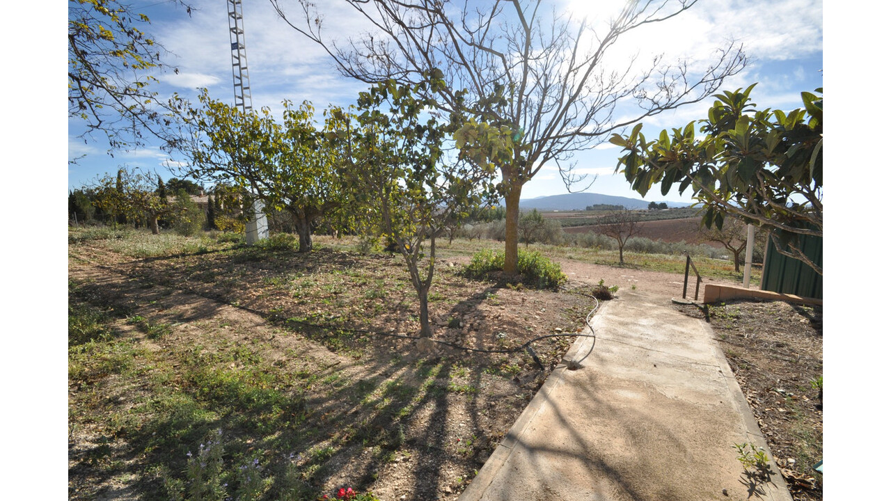 Olive Grove Estates Bargain Country House Pinoso Alicante (12)