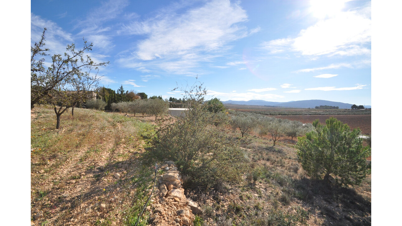 Olive Grove Estates Bargain Country House Pinoso Alicante (17)