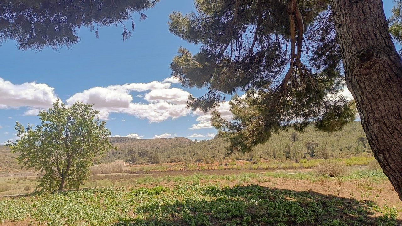 Olive Grove Estates Yecla Farm for sale Spain lots of land (3)