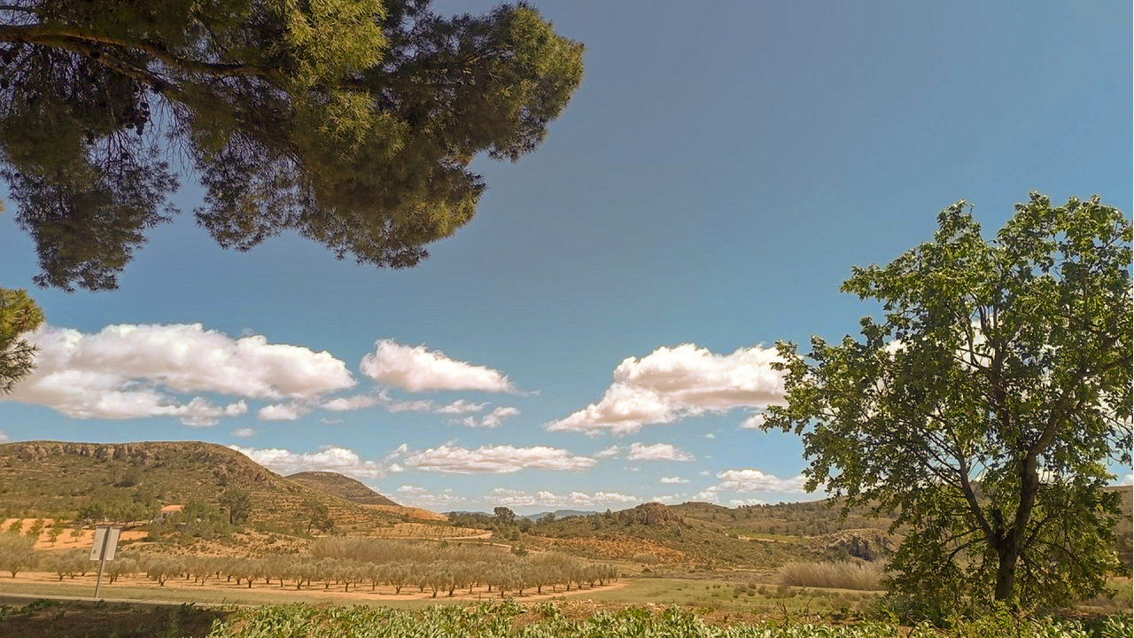 Olive Grove Estates Yecla Farm for sale Spain lots of land (6)