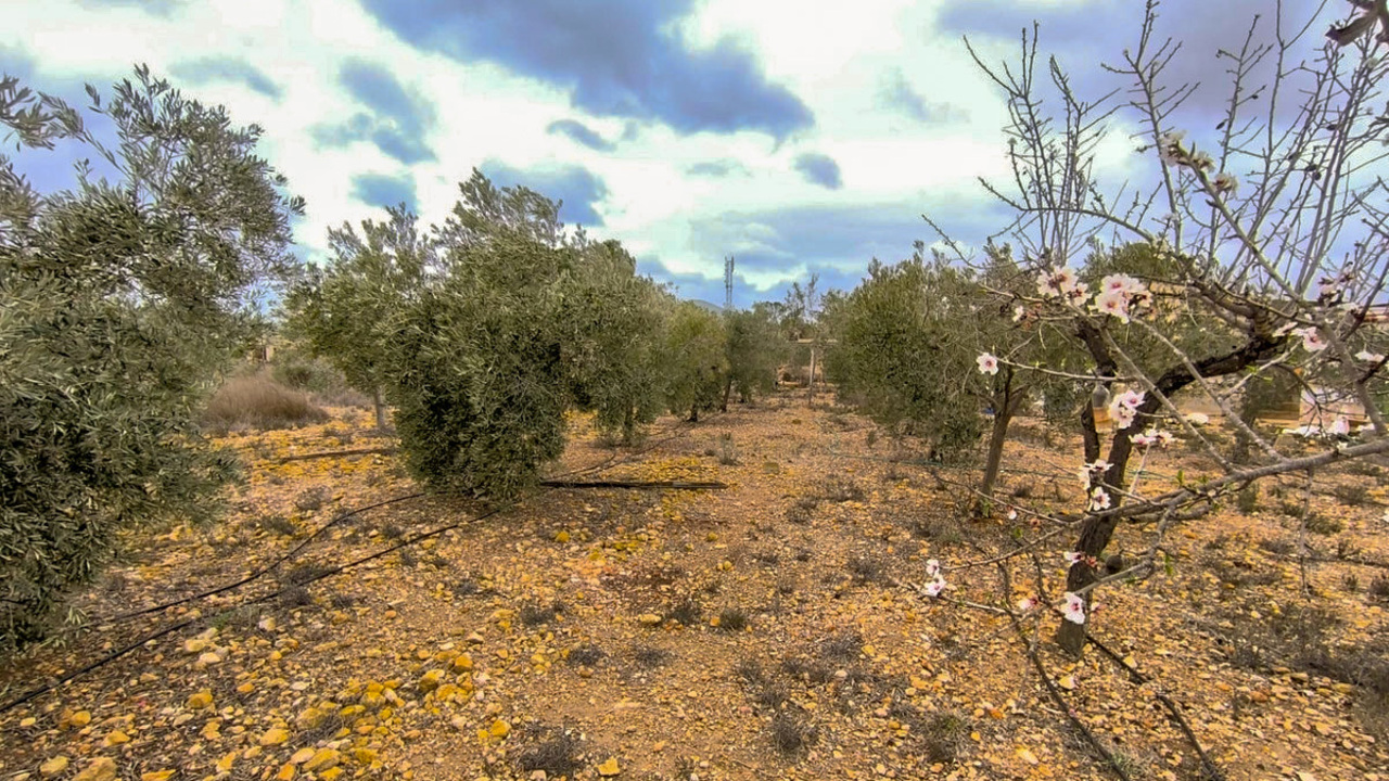 Olive Grove Estates La Romana Alicante Country renovation Project (1)