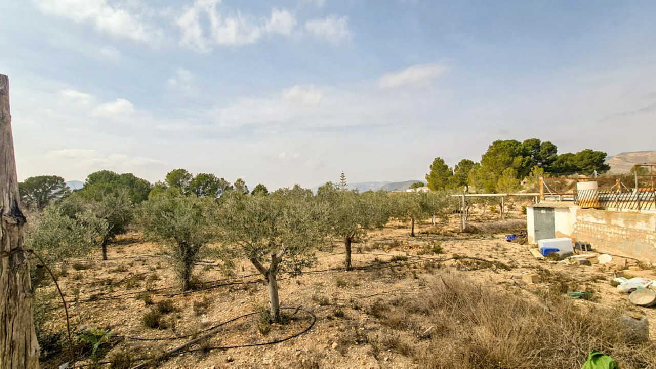 Olive Grove Estates La Romana Alicante Country renovation Project (6)