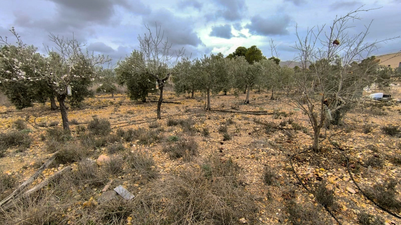Olive Grove Estates La Romana Alicante Country renovation Project (11)