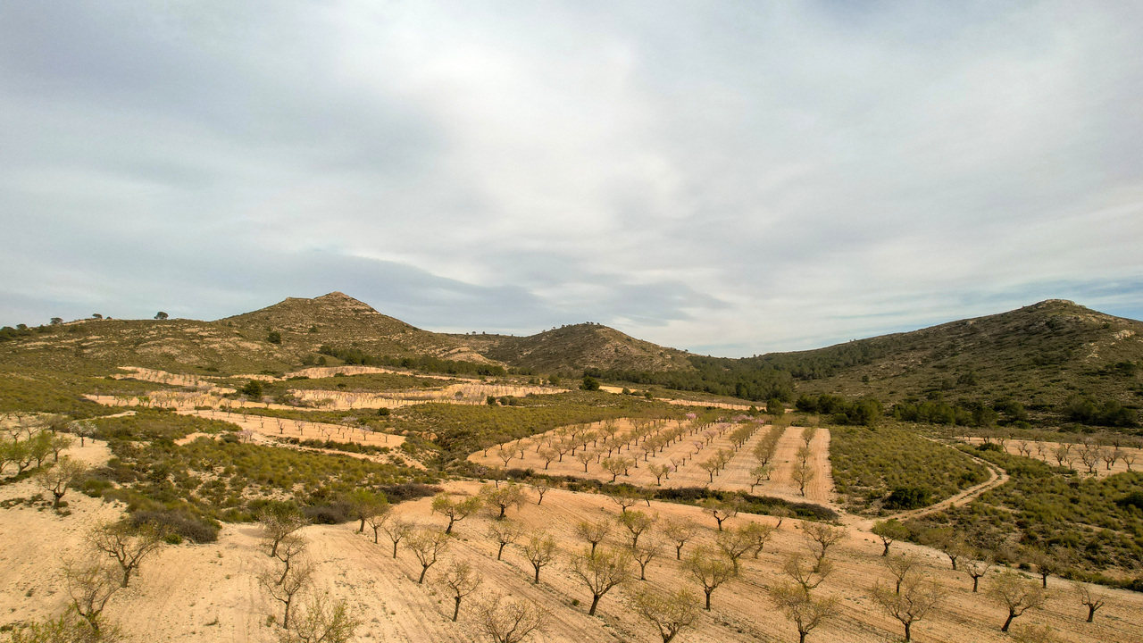 Olive Grove Estates Real Estate Spanish Retreat Peaceful Alicante Caudete Yecla (2)