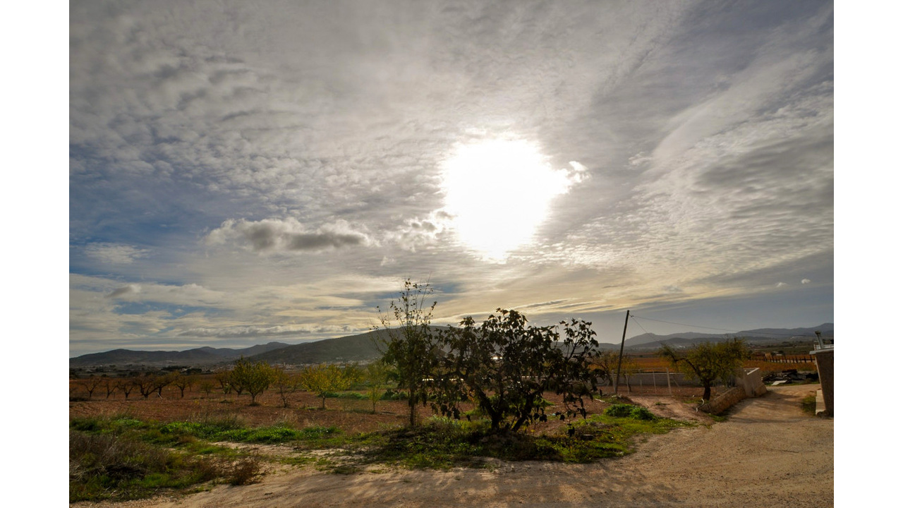 Olive Grove Estates number 1 in spain Pinoso country property grand (15)