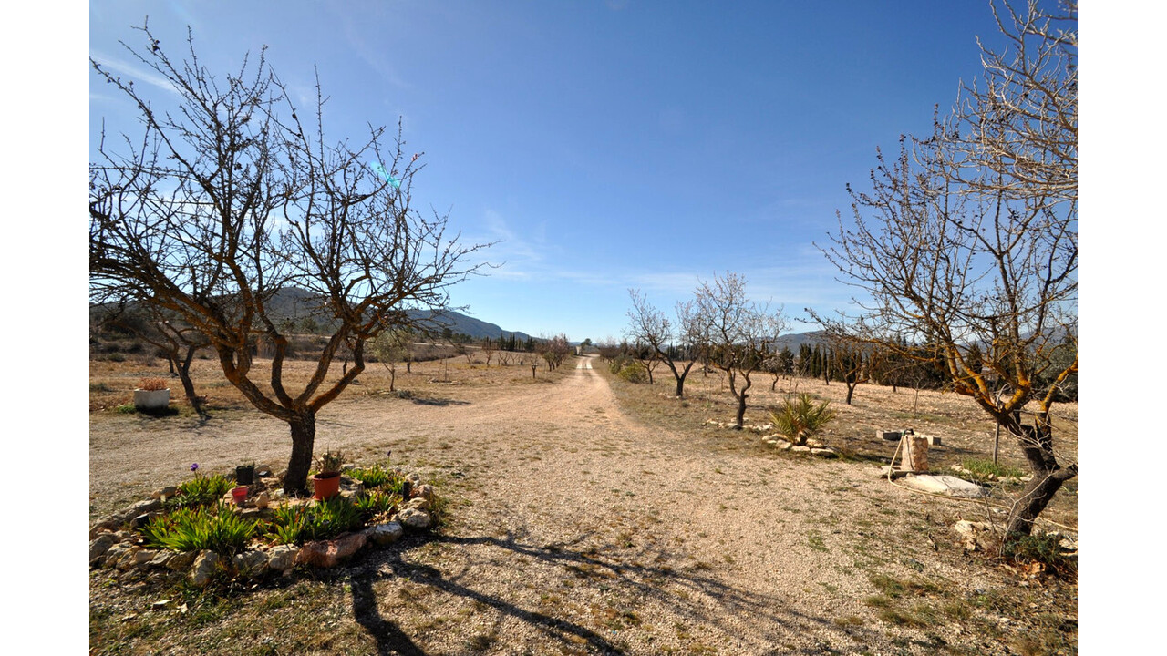 Olive Grove Estates Salinas Alicante Spanish Property House for sale (6)