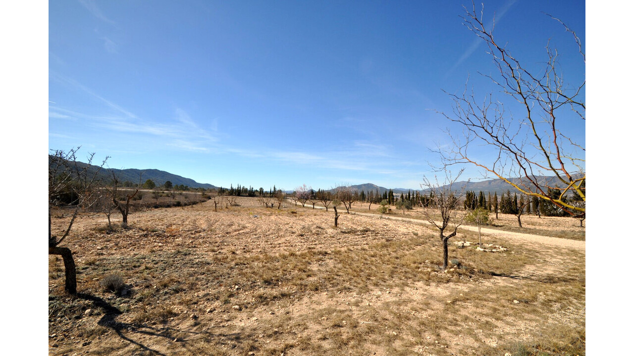 Olive Grove Estates Salinas Alicante Spanish Property House for sale (9)
