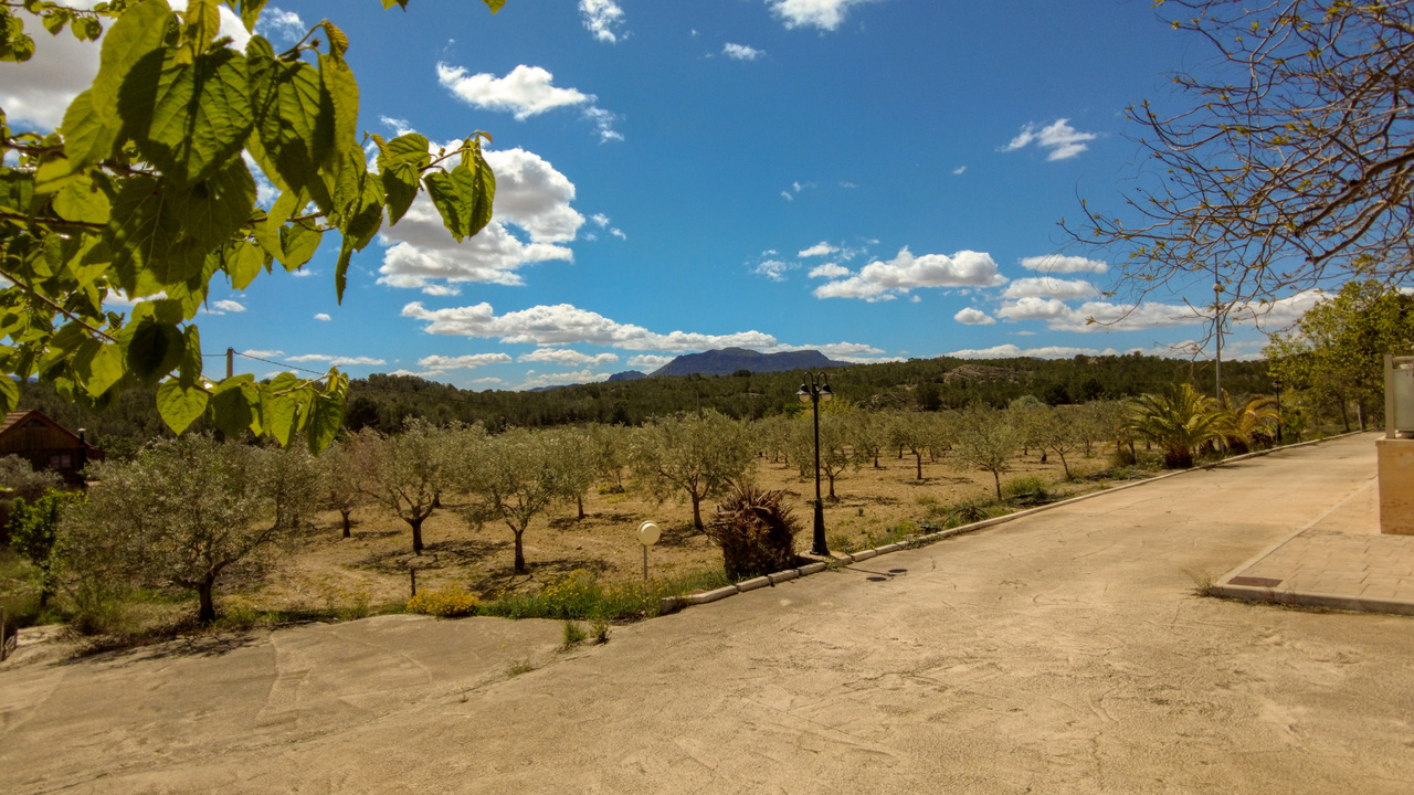 Olive Grove Estates Spanish property realtor agency real Sax Alicante Trusted (22)