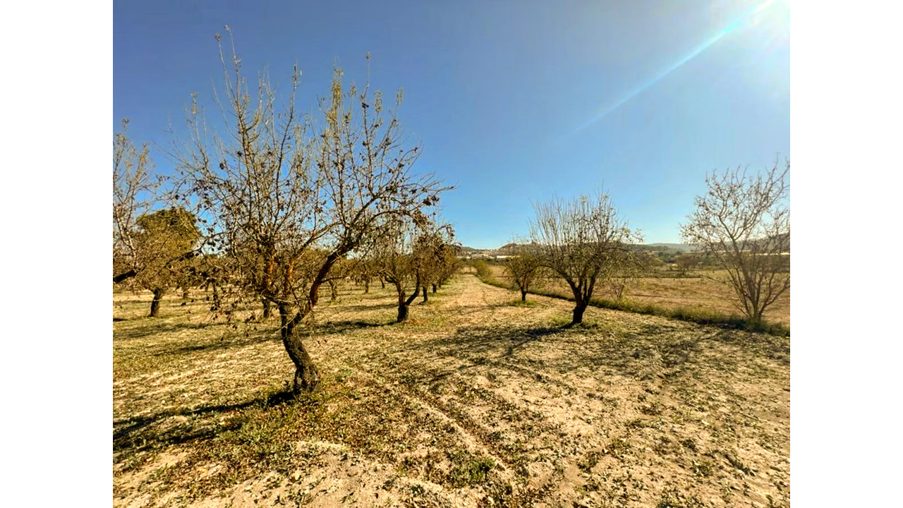 Olive Grove Estates Banyeres Alicante Countryside retreat (8)