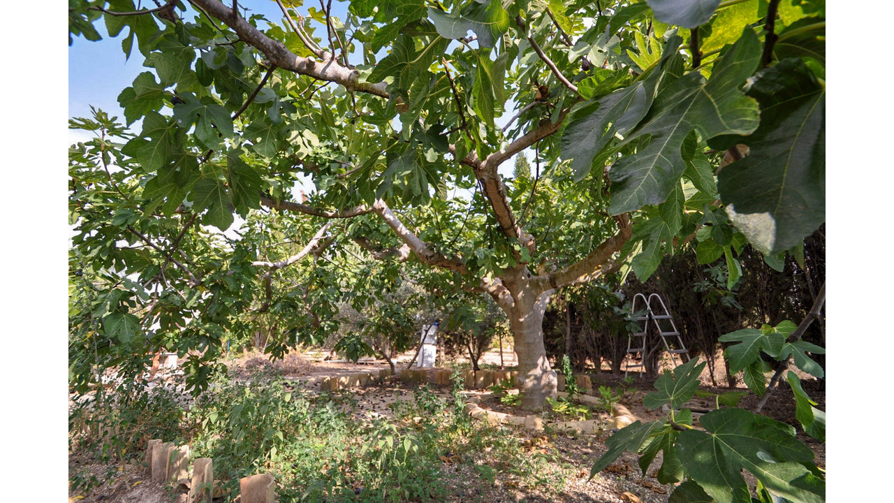 Olive Grove Estates Pinoso Alicant Country House Finca Villa (5)