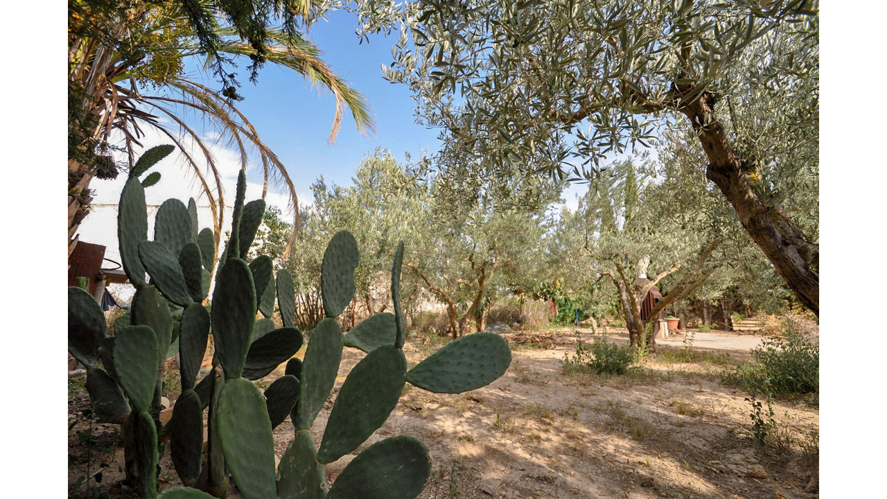 Olive Grove Estates Pinoso Alicant Country House Finca Villa (20)