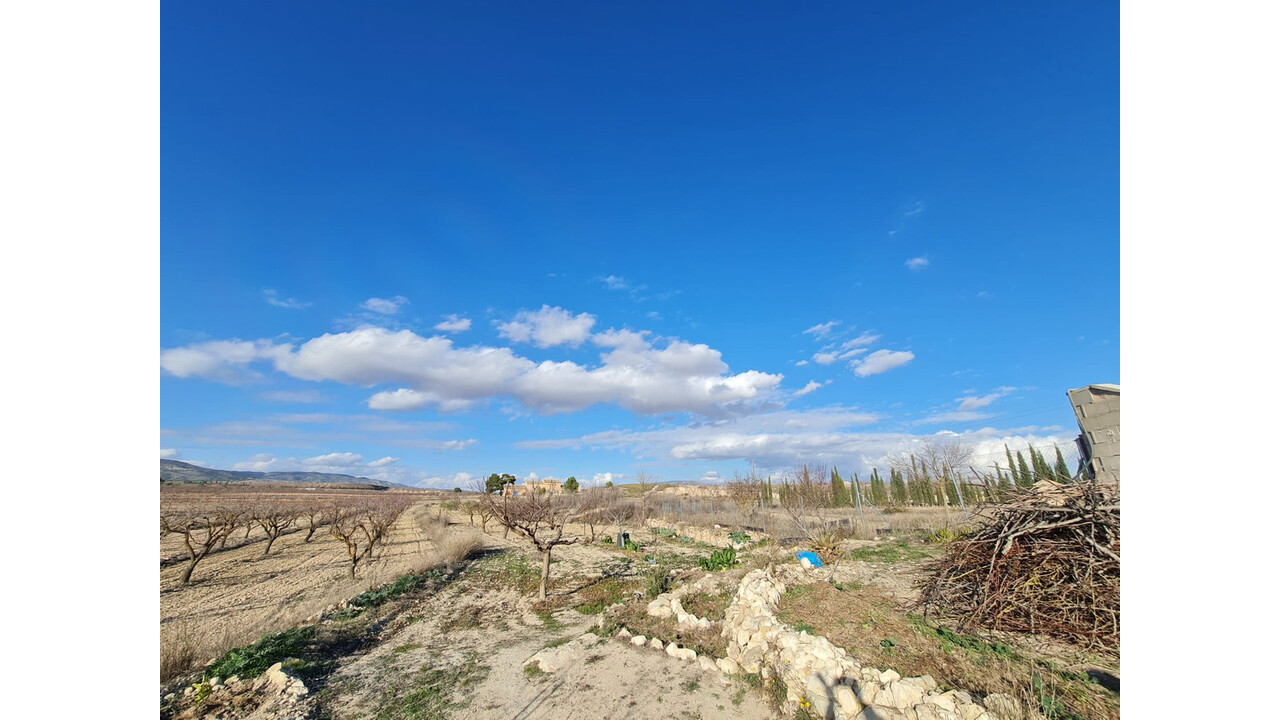 Olive Grove Estates Spanish villa for sale Pinoso Alicante (2)