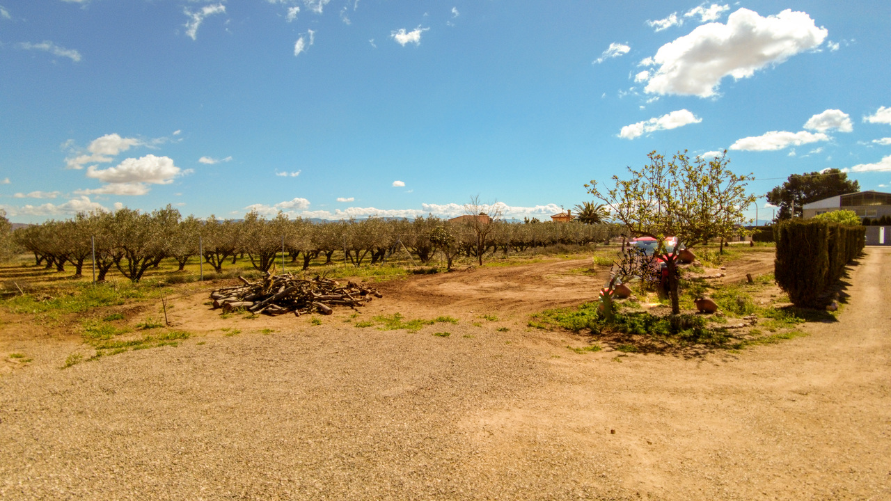 Olive Grove Estates Spanish Property Agency Caudete Alicante Best (23)